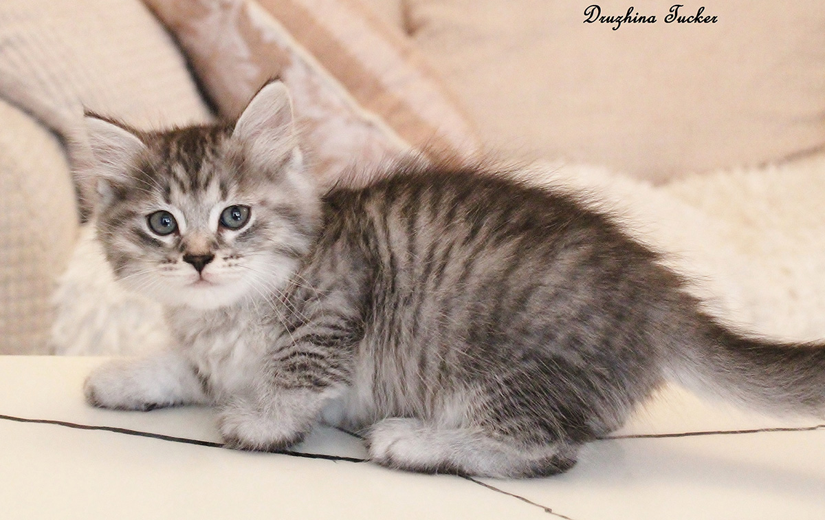 Past Kittens Druzhina Siberians