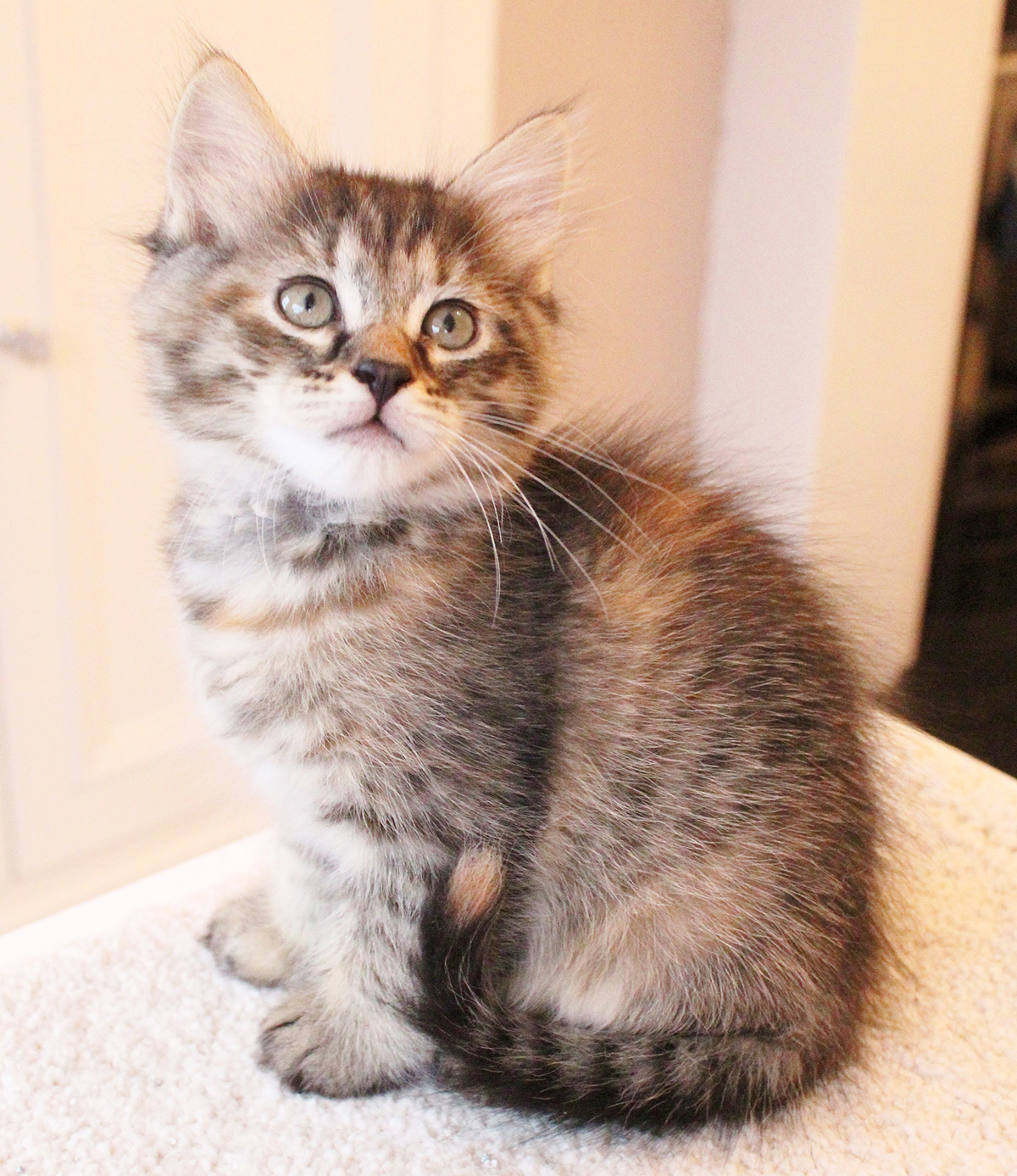 Past Kittens Druzhina Siberians